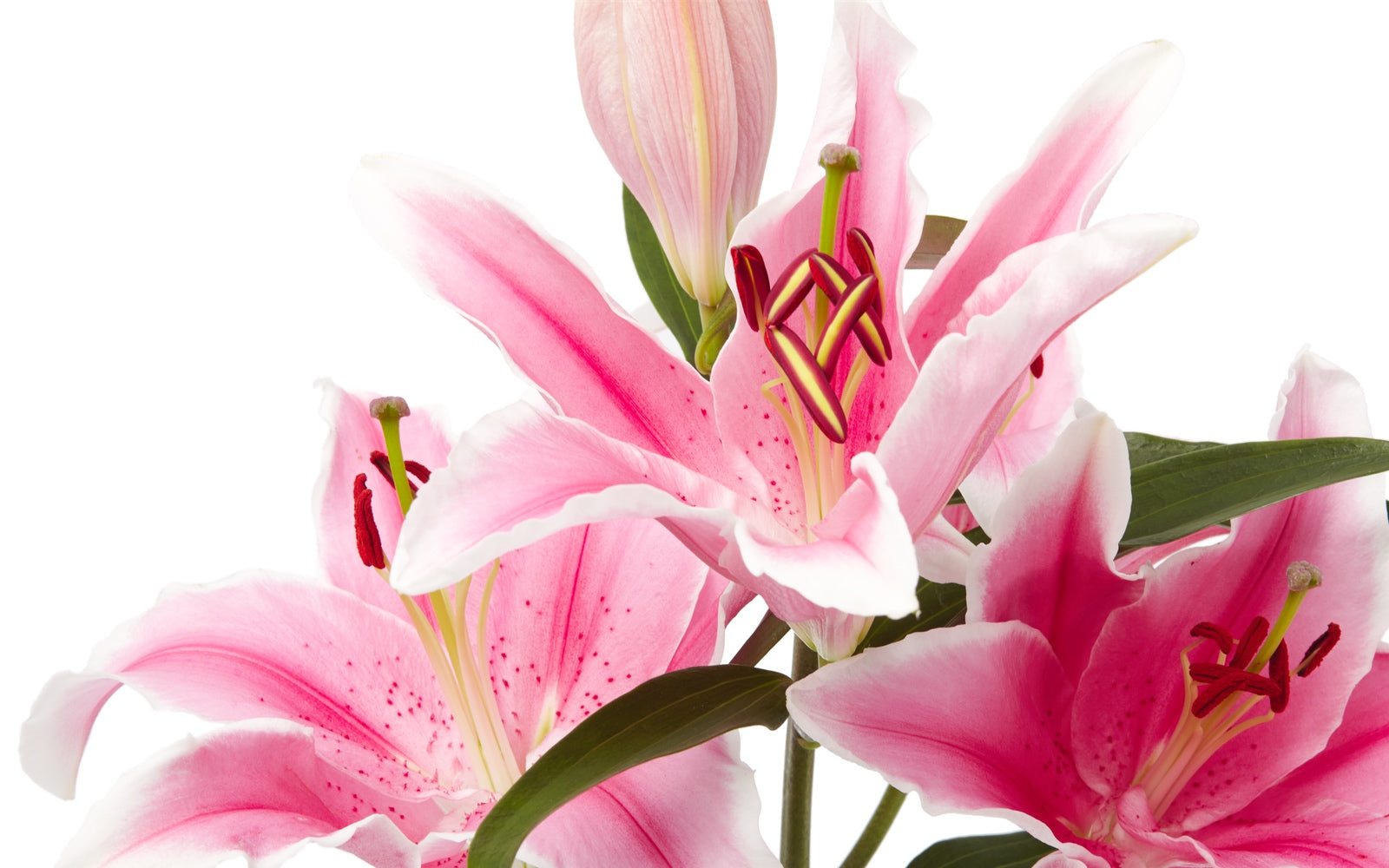 Pinke Blumen online kaufen – TOM FLOWERS