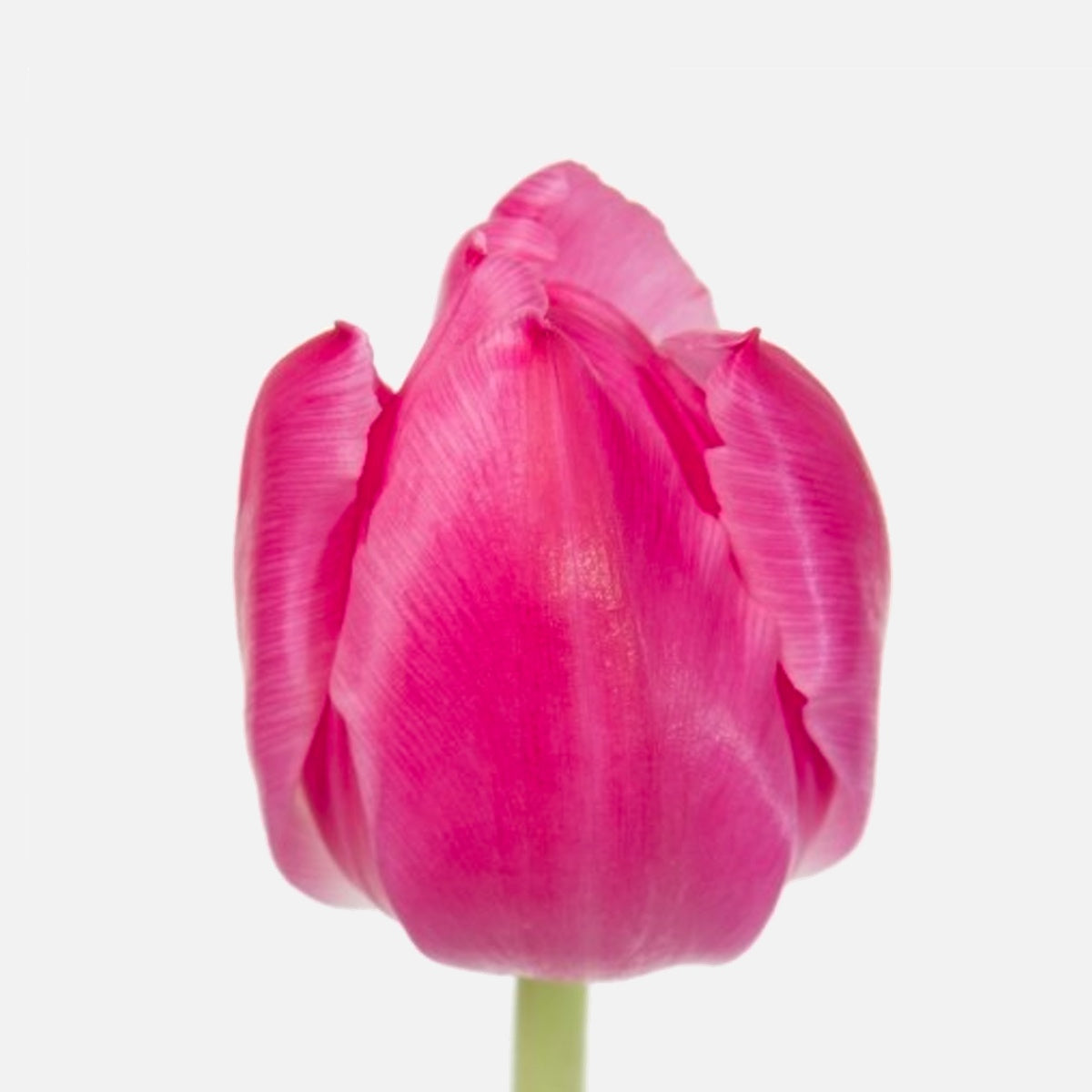 von tomflowers.ch pink Doppelte Tulpen