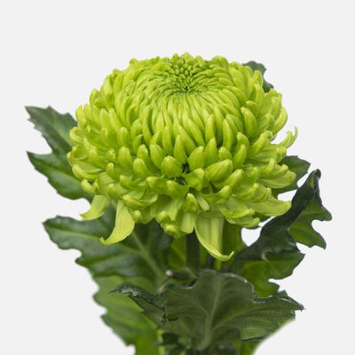 Chrysanthemen limegreen