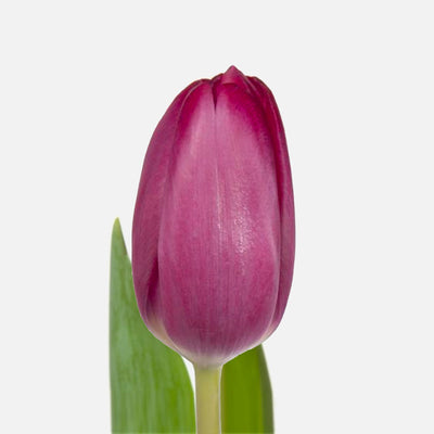 Klassische Tulpen rouge pink EXP