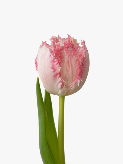 Tulpen frosty pink