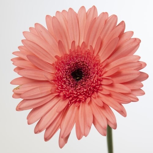 Gerbera lachsrosa