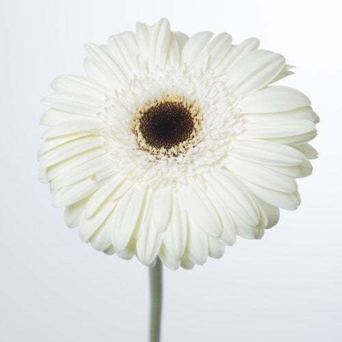 Gerbera weiss