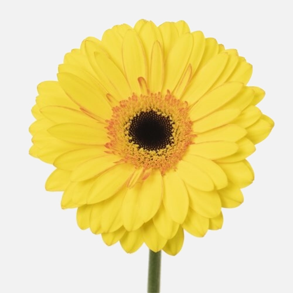 Gerbera gelb