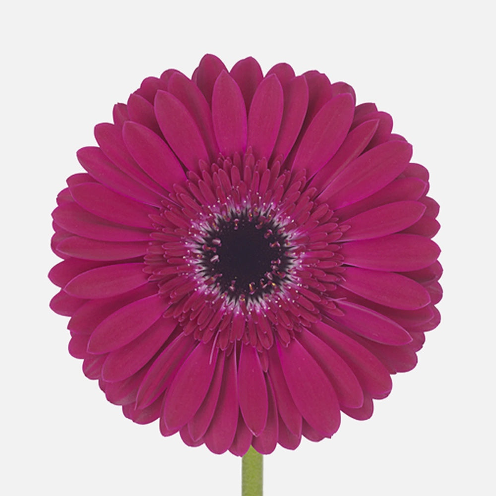 Gerbera purpur