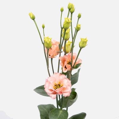 Lisianthus peach