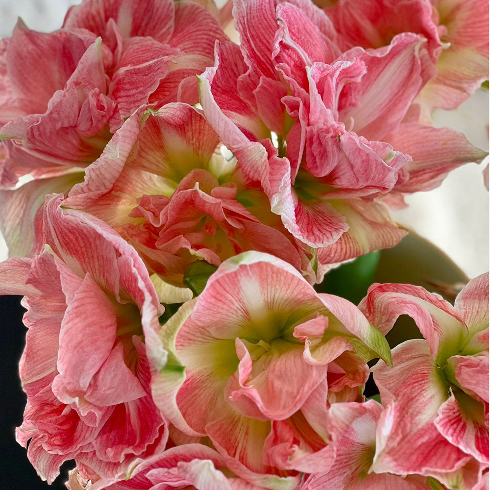 Gefüllte Amaryllis Geschenk