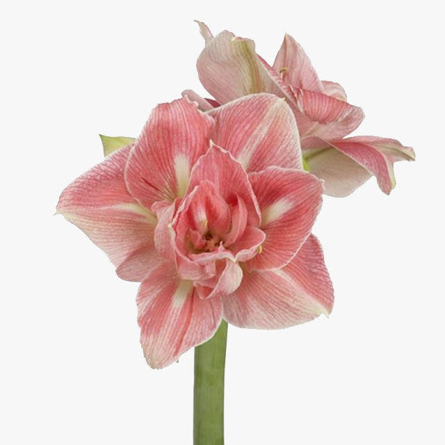 Gefüllte Amaryllis Geschenk